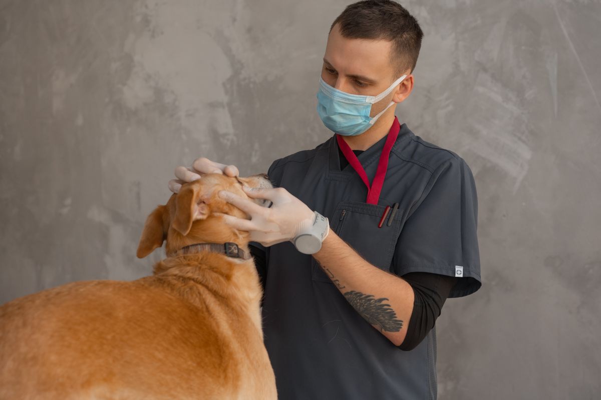 Animal care in a veterinary setting