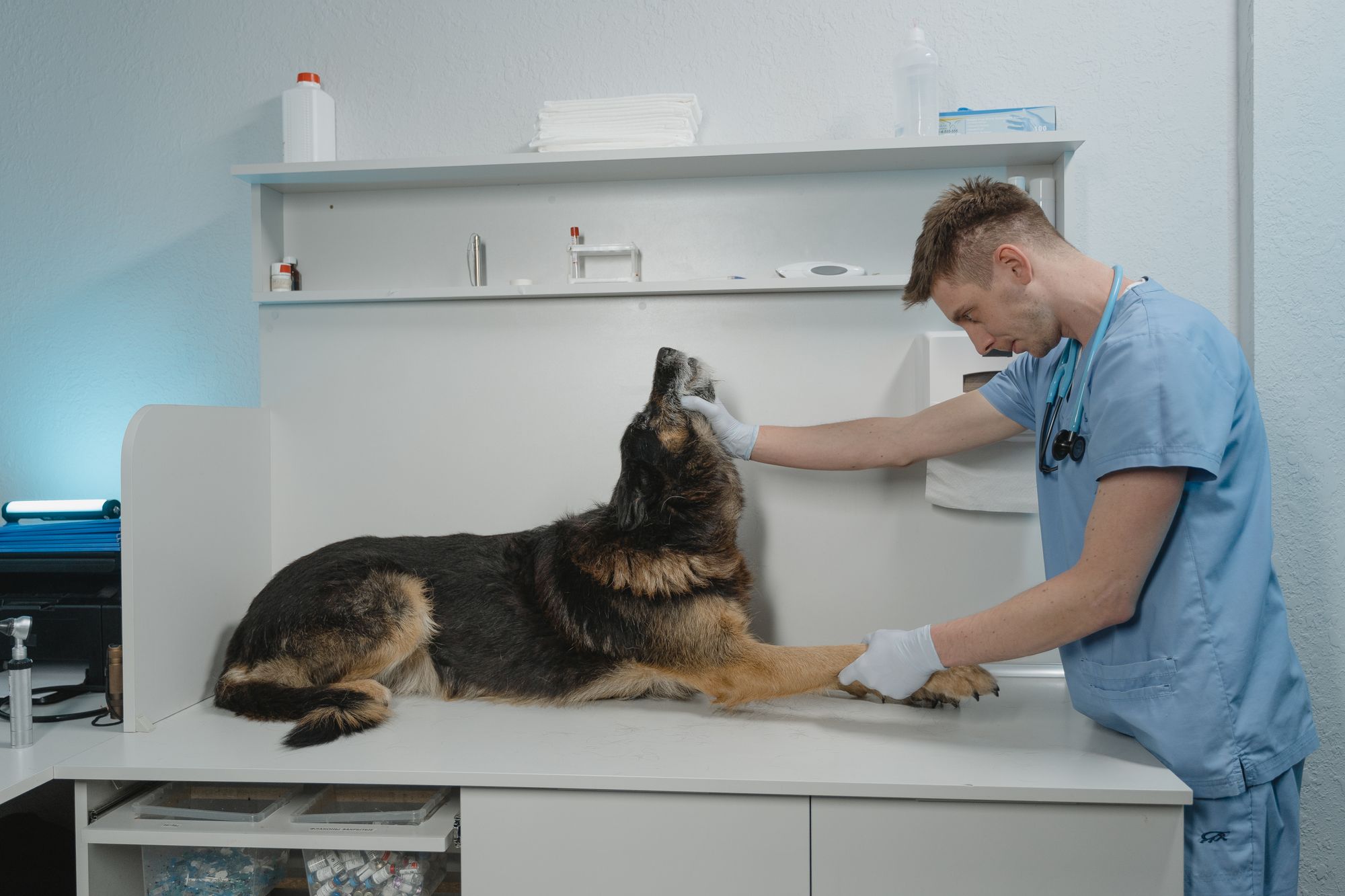 Veterinary professional caring for an animal